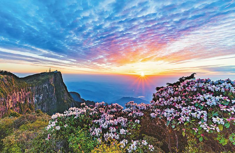 高山杜鹃开在峨眉山的春天里。峨眉山景区供图