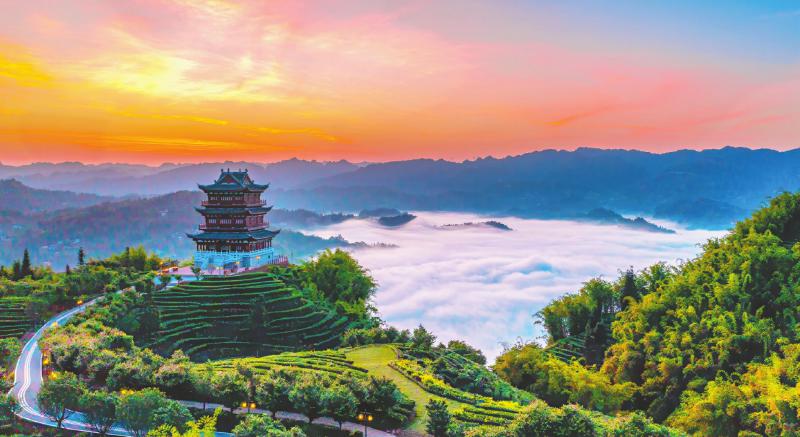 屏山县八仙山旅游景区生态茶园。