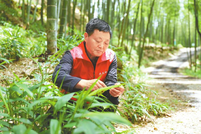 中药材淡竹叶长势喜人。