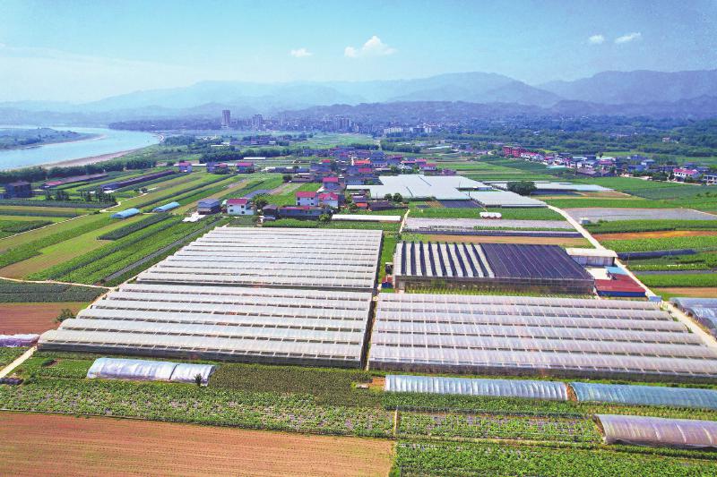 岷江蔬菜现代农业园区。