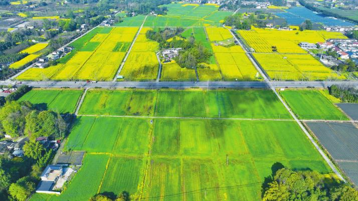 都江堰市金陵粮油现代农业产业园区。