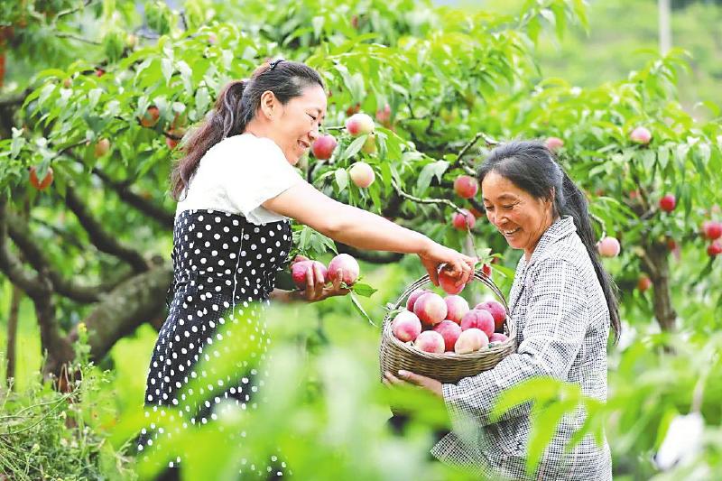 成都市龙泉驿区，种植户正在采收水蜜桃。